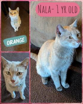 Domestic Short Hair Cats Available for Adoption in Liberty, New York - Nala | PetCurious