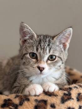 Shelly -  Domestic Short Hair Cat for Adoption in Millcreek, Utah - Shelly | PetCurious