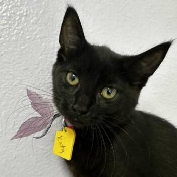 Katy - Outgoing and Fun -  Bombay Cat for Adoption in Hoquiam, Washington - Katy - Outgoing And Fun | PetCurious