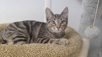 Little Roo -  Domestic Short Hair Cat for Adoption in Corpus Christi, Texas - Little Roo | PetCurious
