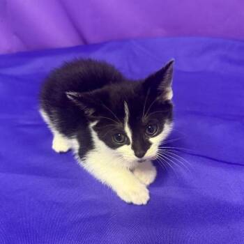Matcha -  Domestic Medium Hair Cat Available for Adoption in North Myrtle Beach, South Carolina - Matcha | PetCurious