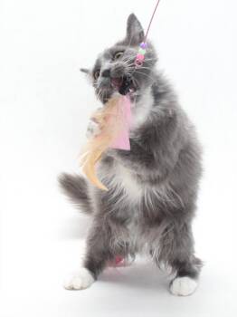 CHARLOTTE -  Domestic Medium Hair Cat for Adoption in Burbank, California - CHARLOTTE | PetCurious