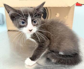 Willow -  Domestic Short Hair Cat for Adoption in New York, New York - Willow | PetCurious
