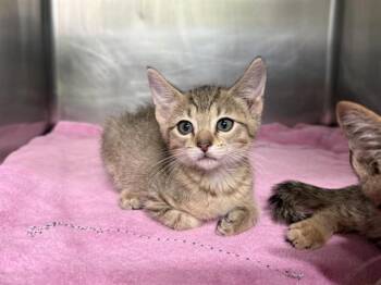 GOOSE -  Domestic Short Hair Cat for Adoption in Grand Prairie, Texas - GOOSE | PetCurious