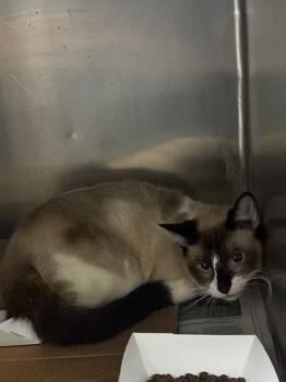 Siamese Cats Available for Adoption in Pasadena, Texas - LITTLEBOY | PetCurious