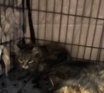 Domestic Medium Hair Cats Available for Adoption in Oradell, New Jersey - Punch Englewood | PetCurious