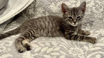 Kyle -  Domestic Short Hair Cat for Adoption in Mauldin, South Carolina - Kyle | PetCurious