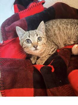 Baby Doll Eyes -  Domestic Short Hair Cat for Adoption in Colorado Springs, Colorado - Baby Doll Eyes | PetCurious