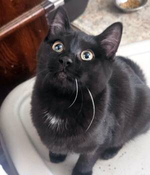 Domestic Short Hair Cats Available for Adoption - Goober | PetCurious