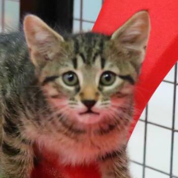 Macaroon -  Domestic Short Hair Cat for Adoption in Sarasota, Florida - Macaroon | PetCurious