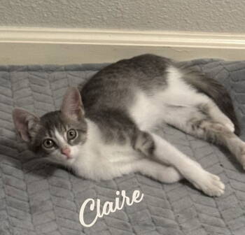 Rescue Tabby and Domestic Short Hair Cats for Adoption in Houston, Texas - Claire #sister-of-Brutus | PetCurious
