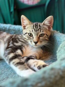 Rescue Domestic Short Hair Cats for Adoption in Los Angeles, California - Autry | PetCurious