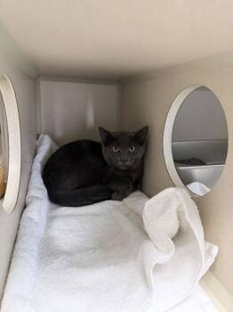 Sketch -  Domestic Short Hair Cat for Adoption in Steamboat Springs, Colorado - Sketch | PetCurious