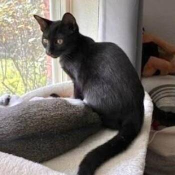 Sasha Noir -  Bombay and Domestic Short Hair Cat for Adoption in Friendswood, Texas - Sasha Noir | PetCurious