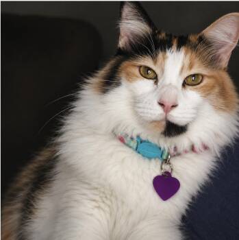 Nany -  Maine Coon Cat for Adoption in Villa Park, California - Nany | PetCurious