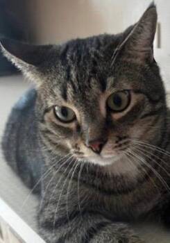 Domestic Short Hair Cats Available for Adoption - Gentry | PetCurious