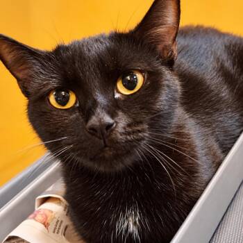 Shaylah -  Domestic Short Hair Cat for Adoption in Wantagh, New York - Shaylah | PetCurious