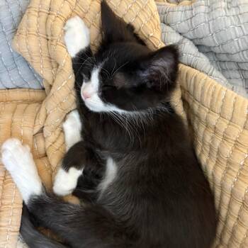 Clayton Miller -  Domestic Short Hair Cat for Adoption in Woodstock, Virginia - Clayton Miller | PetCurious