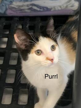 Purrl -  Calico Cat for Adoption in Saint Charles, Missouri - Purrl | PetCurious
