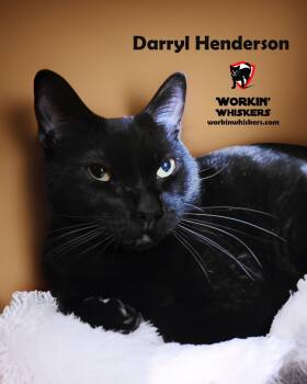 Rescue Bombay and Domestic Short Hair Cats for Adoption in Hemet, California - DARRYL HENDERSON | PetCurious