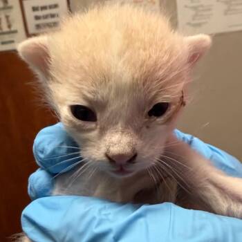 Domestic Short Hair Cats Available for Adoption in Yuma, Arizona - Jessie | PetCurious