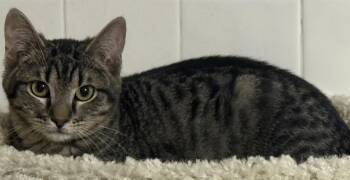 Domestic Short Hair and Tabby Cats Available for Adoption - Mimoso Ironwood | PetCurious