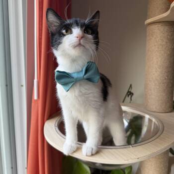 Farley -  Tuxedo and Domestic Short Hair Cat for Adoption in Tuscaloosa, Alabama - Farley | PetCurious