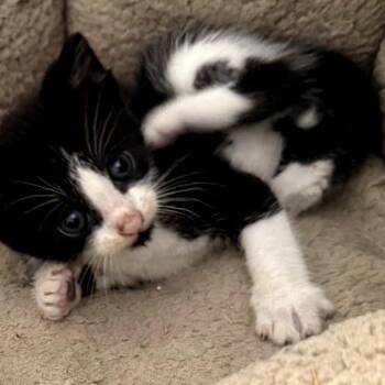 Domestic Short Hair Cats Available for Adoption in Auburn, Alabama - Orville | PetCurious
