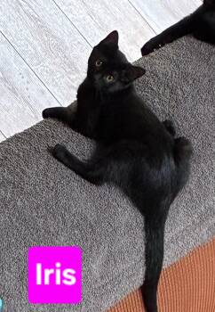 Iris (and Fern - other sibling Periwinkle) -  Domestic Short Hair Cat for Adoption in Brighton, Michigan - Iris (and Fern - Other Sibling Periwinkle) | PetCurious