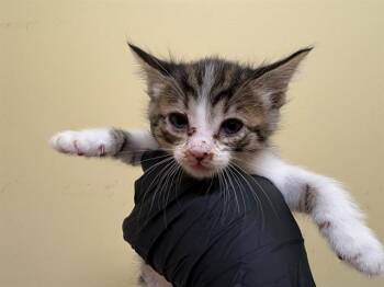 HONEYBEE -  Domestic Short Hair Cat for Adoption in Tustin, California - HONEYBEE | PetCurious