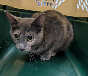 Betsy -  Domestic Short Hair Cat for Adoption in Des Moines, Iowa - Betsy | PetCurious