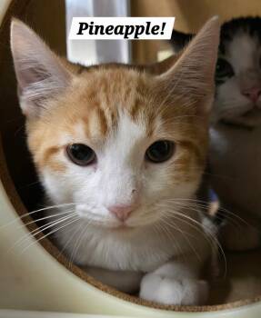 Pineapple -  Domestic Short Hair and Tabby Cat for Adoption in San Antonio, Texas - Pineapple | PetCurious