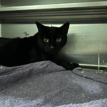 Rescue Domestic Short Hair Cats for Adoption in Middleburg, Florida - Jacks 18474 | PetCurious