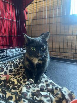 McGonagal -  Domestic Short Hair Cat for Adoption in St. Cloud, Minnesota - McGonagal | PetCurious
