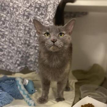 Domestic Short Hair Cats Available for Adoption in Barnstable, Massachusetts - GENIE | PetCurious