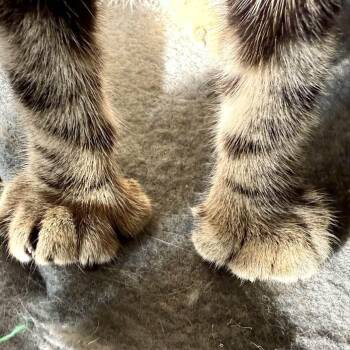 Orbitz -  Extra Toes Cat Hemingway Polydactyl and Domestic Short Hair Cat for Adoption in Los Angeles, California - Orbitz | PetCurious