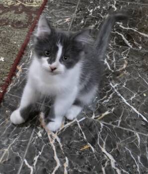 Rescue Domestic Medium Hair Cats for Adoption in River Falls, Wisconsin - Mose | PetCurious