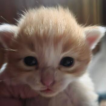 Minnow -  Domestic Short Hair Cat for Adoption in Council Bluffs, Iowa - Minnow | PetCurious