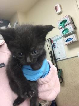 BARB -  Domestic Short Hair Cat for Adoption in Riverside, California - BARB | PetCurious