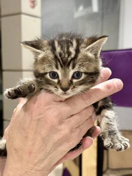 CAT - Indigo -  Domestic Short Hair and Tabby Cat Available for Adoption in Gilberts, Illinois - CAT - Indigo | PetCurious