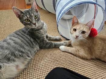 Daphne and Heidi -  Tabby Cat for Adoption in Bear, Delaware - Daphne And Heidi | PetCurious