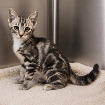 Funyun -  Domestic Short Hair Cat for Adoption in Lathrop, California - Funyun | PetCurious