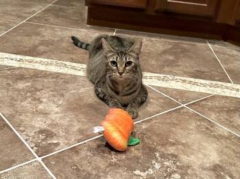 Sadie -  Domestic Short Hair Cat for Adoption in Longwood, Florida - Sadie | PetCurious