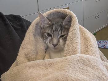 John Wick -  Tabby Cat for Adoption in Powell, Ohio - John Wick | PetCurious