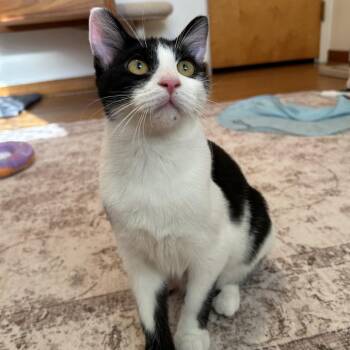 George Harrison -  Domestic Short Hair Cat for Adoption in St. Louis, Missouri - George Harrison | PetCurious