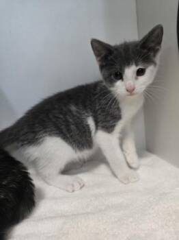 Ziti -  Domestic Short Hair Cat for Adoption in Savannah, Georgia - Ziti | PetCurious