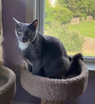 Petra -  Domestic Short Hair Cat Available for Adoption in Cumming, Georgia - Petra | PetCurious