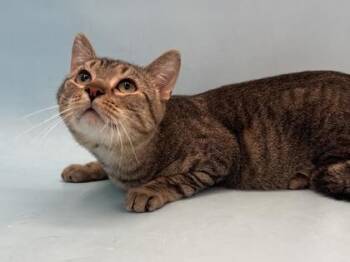Marcy -  Domestic Medium Hair Cat for Adoption in Golden Valley, Minnesota - Marcy | PetCurious