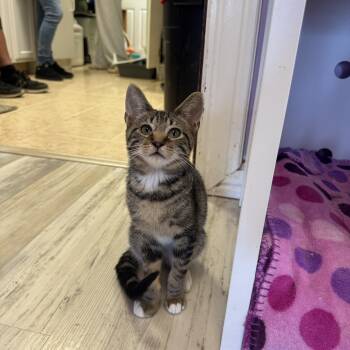 Rescue Domestic Short Hair Cats for Adoption in Freeport, New York - George | PetCurious