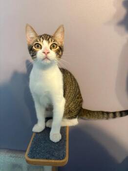 Domestic Short Hair Cats Available for Adoption - Reese | PetCurious